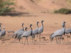 जैसलमेर पहुंचा विदेशी पक्षी कुरंजा का पहला जत्था, सुनाई देने लगा पक्षियों का कलरव