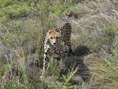In Project Cheetah's 2nd Year, Govt Will Import Animals That Don't Develop Thick Winter Coats