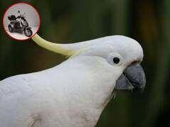 Parrot: ਤੋਤੇ ਨੇ ਸਕੂਟਰ ਚਲਾ ਕੇ ਬਣਾਇਆ ਵਿਸ਼ਵ ਰਿਕਾਰਡ, ਵੀਡੀਓ 'ਚ ਦਿਖਾਏ ਕਮਾਲ ਦੇ ਕਰਤਬ