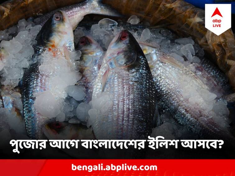 Bangladesh Hilsa To Be Imported In Malda Before Puja Hilsa : পুজোর আগে বাংলার বাজার ভরবে বাংলাদেশের ইলিশে? মালদা থেকে এল সুখবর