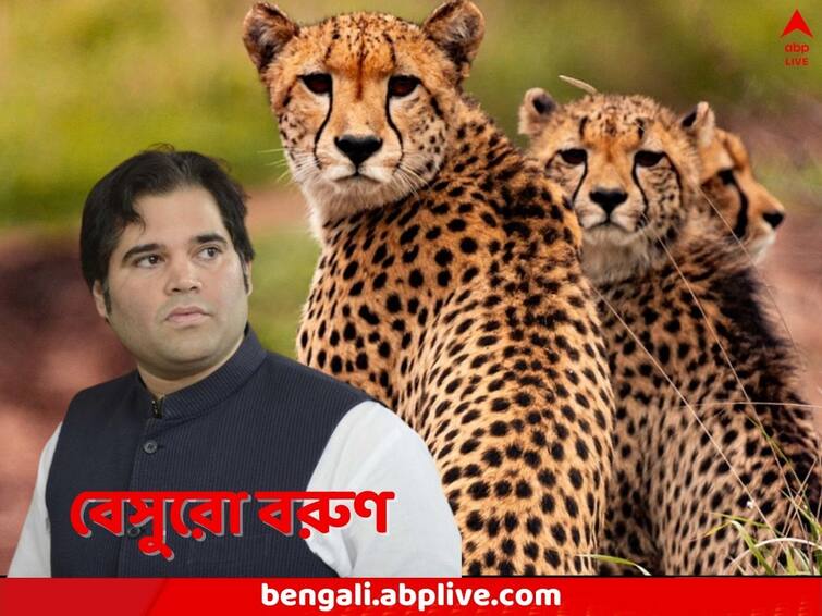 BJP MP Varun Gandhi now attacks Narendra Modi government over Cheetah Deaths at Kuno National Park Varun Gandhi: বিদেশ থেকে আরও চিতা আমদানির ঘোষণা, ‘মরতে দেওয়ার জন্য’! বরুণের নিশানায় কি মোদি