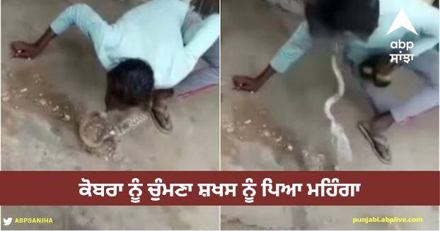 kissing a cobra cost a person a lot the snake attacked like this screamed Viral Video: ਕੋਬਰਾ ਨੂੰ ਚੁੰਮਣਾ ਸ਼ਖਸ ਨੂੰ ਪਿਆ ਮਹਿੰਗਾ, ਸੱਪ ਨੇ ਕੀਤਾ ਅਜਿਹਾ ਹਮਲਾ... ਦੇਖੋ- ਡਰਾਉਣੀ ਵੀਡੀਓ