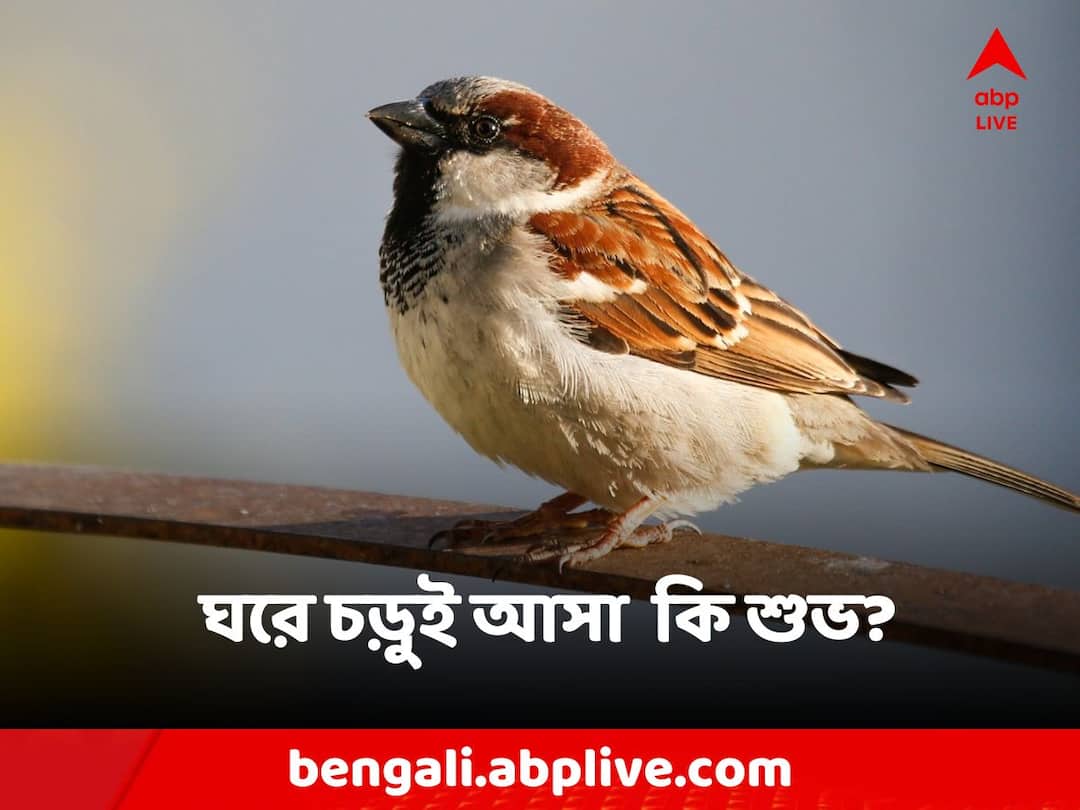 Vastu Tips Is it auspicious or inauspicious to have a bird's nest at