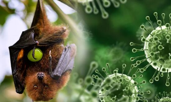 ਇੰਡੀਅਨ ਕੌਂਸਲ ਆਫ਼ ਮੈਡੀਕਲ ਰਿਸਰਚ (ICMR) ਦੇ ਡਾਇਰੈਕਟਰ ਜਨਰਲ ਰਾਜੀਵ ਬਹਿਲ ਨੇ ਕਿਹਾ ਕਿ ਐਲਏ ਨਾਲ ਸੰਕਰਮਿਤ ਲੋਕਾਂ ਵਿੱਚ ਮੌਤ ਦਰ ਕੋਵਿਡ -19 ਮਹਾਂਮਾਰੀ ਨਾਲੋਂ ਬਹੁਤ ਜ਼ਿਆਦਾ ਹੈ। ਜਦੋਂ ਕਿ ਕੋਵਿਡ ਦੀ ਮੌਤ ਦਰ ਦੋ ਤੋਂ ਤਿੰਨ ਫੀਸਦੀ ਸੀ, ਨਿਪਾਹ ਦੀ ਮੌਤ ਦਰ 40 ਤੋਂ 70 ਫੀਸਦੀ ਹੈ।