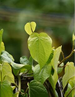 Betel Leaves Benefits : पाच रुपये किमतीच्या 'या' पानात लपलेला आहे आरोग्याचा खजिना, पाहा
