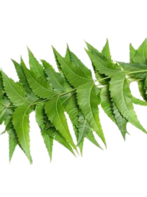 ओरल हेल्थ से लेकर मलेरिया तक, काफी फायदेमंद है नीम का पत्ता