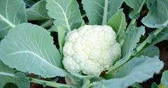 Cauliflower disadvantages: ਜਾਣੋ ਕਿਹੜੇ-ਕਿਹੜੇ ਲੋਕਾਂ ਨੂੰ ਫੁੱਲ ਗੋਭੀ ਖਾਣ ਤੋਂ ਕਰਨਾ ਚਾਹੀਦੈ ਪਰਹੇਜ਼