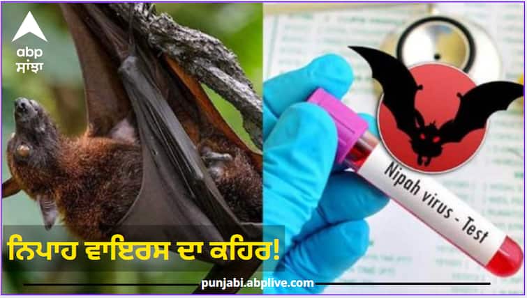 Now the fury of Nipah virus Epidemiologist's warning Nipah virus in India: ਹੁਣ ਨਿਪਾਹ ਵਾਇਰਸ ਦਾ ਕਹਿਰ! ਮਹਾਂਮਾਰੀ ਵਿਗਿਆਨੀ ਦੀ ਚੇਤਾਵਨੀ, 10 'ਚੋਂ 9 ਲੋਕਾਂ ਦੀ ਲੈਂਦਾ ਜਾਨ