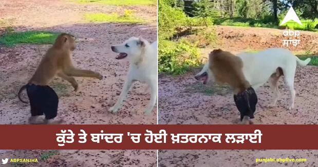 video of dangerous fight between dog and monkey viral Viral Video: ਕੁੱਤੇ ਤੇ ਬਾਂਦਰ 'ਚ ਹੋਈ ਖ਼ਤਰਨਾਕ ਲੜਾਈ, ਦੇਖੋ ਕੌਣ ਕਿਸ 'ਤੇ ਪਿਆ ਭਾਰੀ- ਵੀਡੀਓ