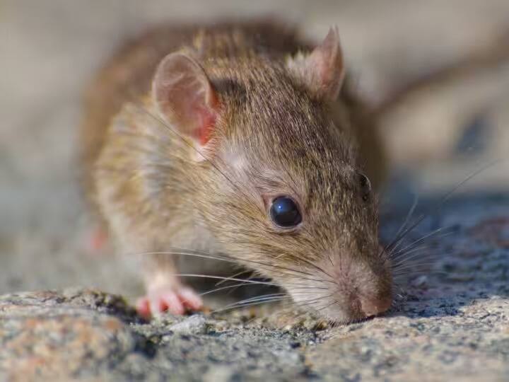 indian-railways-spent-rs-69-lakh-in-catching-168-rats-clarification-of-lucknow-division Indian Railways:  ইঁদুর ধরতে ৬৯ লাখ খরচ রেলের ! RTI রিপোর্টে কী তথ্য ?