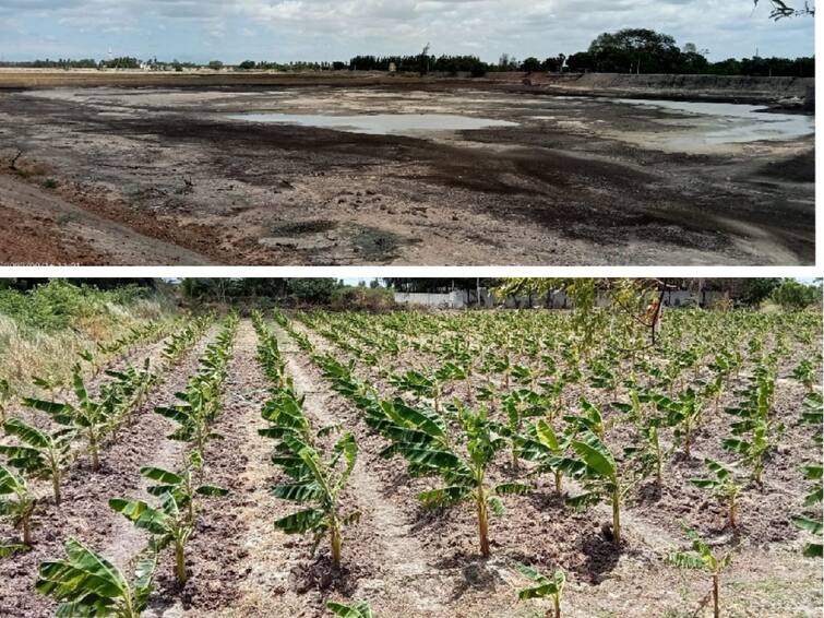 Thoothukudi dist Monsoon has failed Banana prices have increased sharply in Thoothukudi TNN பொய்த்து போன பருவமழை - தூத்துக்குடியில் வாழைத்தார் விலை கடும் உயர்வு- நாட்டுபழத்தார் ரூ.1100, செவ்வாழைப் பழத்தார் ரூ.1400 வரை விற்பனை