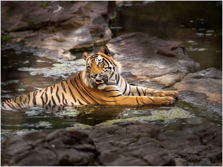 umaria tiger headless dead body found in bandhavgarh reserve in madhya pradesh MP Tiger Death: बांधवगढ़ टाइगर रिजर्व में मिला बिना सिर वाले बाघ का शव, पानी से बहकर आने की आशंका