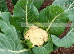 Cauliflower disadvantages: ਜਾਣੋ ਕਿਹੜੇ-ਕਿਹੜੇ ਲੋਕਾਂ ਨੂੰ ਫੁੱਲ ਗੋਭੀ ਖਾਣ ਤੋਂ ਕਰਨਾ ਚਾਹੀਦੈ ਪਰਹੇਜ਼