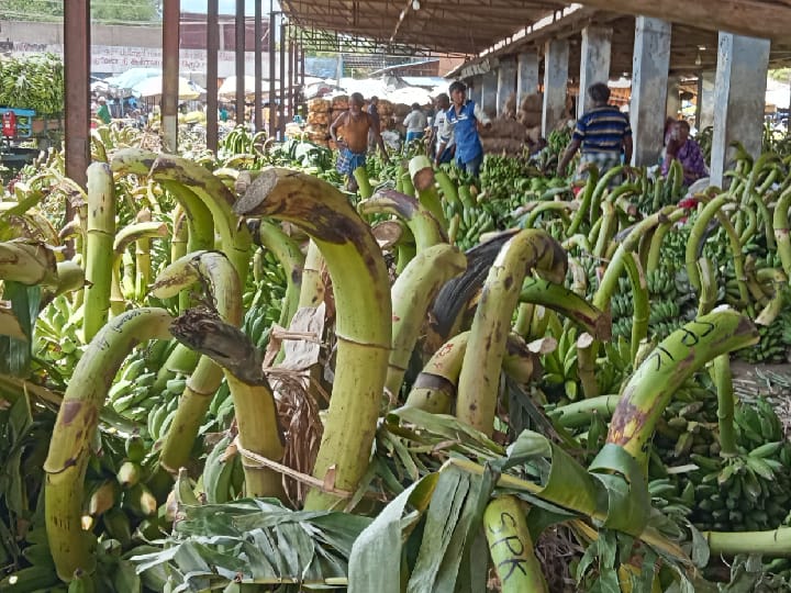 பொய்த்து போன பருவமழை - தூத்துக்குடியில் வாழைத்தார் விலை கடும் உயர்வு- நாட்டுபழத்தார் ரூ.1100, செவ்வாழைப் பழத்தார் ரூ.1400 வரை விற்பனை