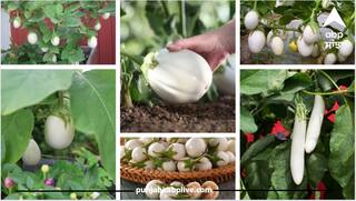 White Brinjal Cultivation: ਕਿਸਾਨਾਂ ਨੂੰ ਲੱਖਪਤੀ ਬਣਾਏਗਾ ਚਿੱਟਾ ਬੈਂਗਣ! ਮਹਿੰਗਾ ਹੋਣ ਕਰਕੇ ਇੱਕ ਕਿੱਲਾ ਹੀ ਕਰ ਦੇਵੇਗਾ ਮਾਲੋਮਾਲ
