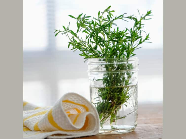 Benefits Of Rosemary Water: Does Homemade Rosemary Water Really Make Your Hair Shinier And Healthier? In What Frequency Should We Use It? Does Homemade Rosemary Water Really Make Your Hair Shinier And Healthier? See What Experts Say