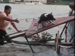 महिला कांस्टेबल ने जान पर खेल कर उफनते पानी में घुस कर बचाई बुजुर्ग महिला और कुत्ते की जान, वीडियो वायरल