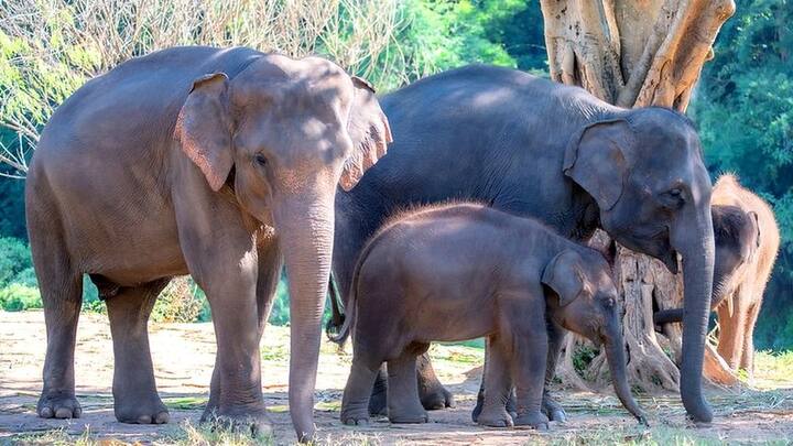 શક્ય હોય તો ગણેશ ચતુર્થીના દિવસે હાથીને ચારો નાખો. તેનાથી જીવનની સઘળી સમસ્યાઓ દૂર થાય છે અને બાપ્પાની કૃપા વરશે છે.