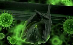 10 Symptoms Of Nipah Virus: ਕਰੋਨਾ ਤੋਂ ਵੀ ਵੱਧ ਖ਼ਤਰਨਾਕ ਹੈ ਨਿਪਾਹ ਵਾਇਰਸ ਦਾ ਕਹਿਰ! ਜਾਣੋ ਇਸ ਦੇ ਲੱਛਣਾਂ ਬਾਰੇ