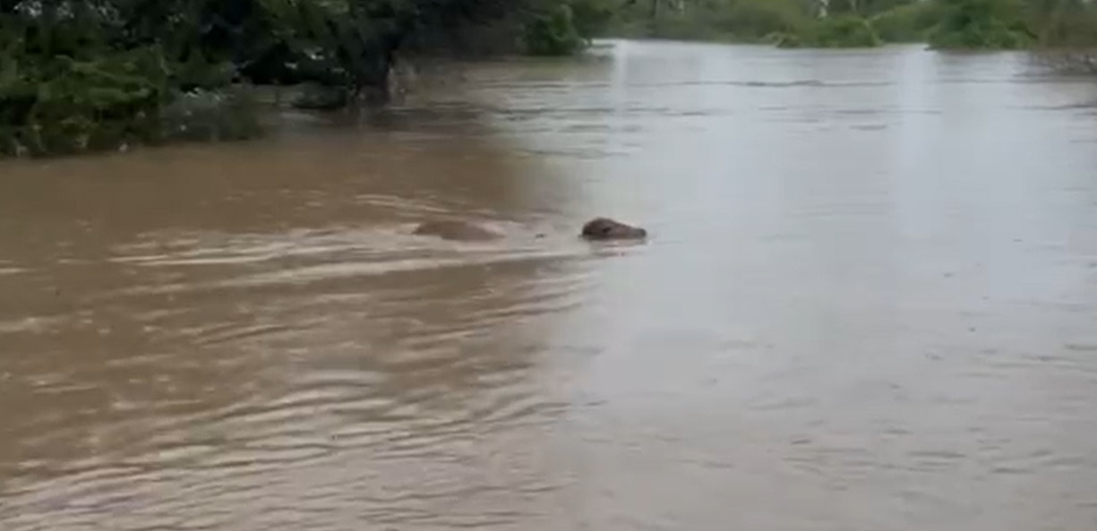 Flood: કડોદ ગામ આખેઆખુ પાણીમાં ગરકાવ, લોકો ઘરના ધાબા પર રહેવા મજબૂર, જુઓ પુરની સ્થિતિ