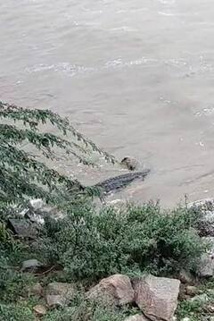 Aravalli: વરસાદના કારણે બાયડના ડાભા નજીક પાણીમાં મગર જોવા મળતાં લોકોમાં ફફડાટ, જોવા ટોળે વળ્યા