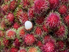 क्या है रामबूटन फल, निपाह वायरस से इसका कैसा कनेक्शन, क्यों हो रही इसकी चर्चा