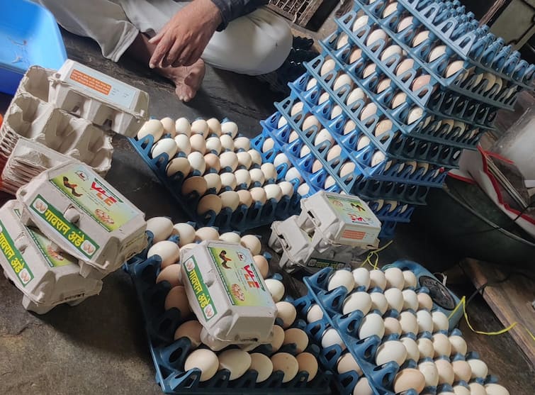 Akola News Village Life Eggs 50 thousand profit from selling eggs alone success story of Gajanan Andhare akola फक्त पोल्ट्रीच नाही, गावरान कोंबडीचा ब्रँड बनवला, केवळ अंडी विक्रीतून 50 हजाराचा नफा, अकोल्याच्या गजानन अंधारेंची यशोगाथा