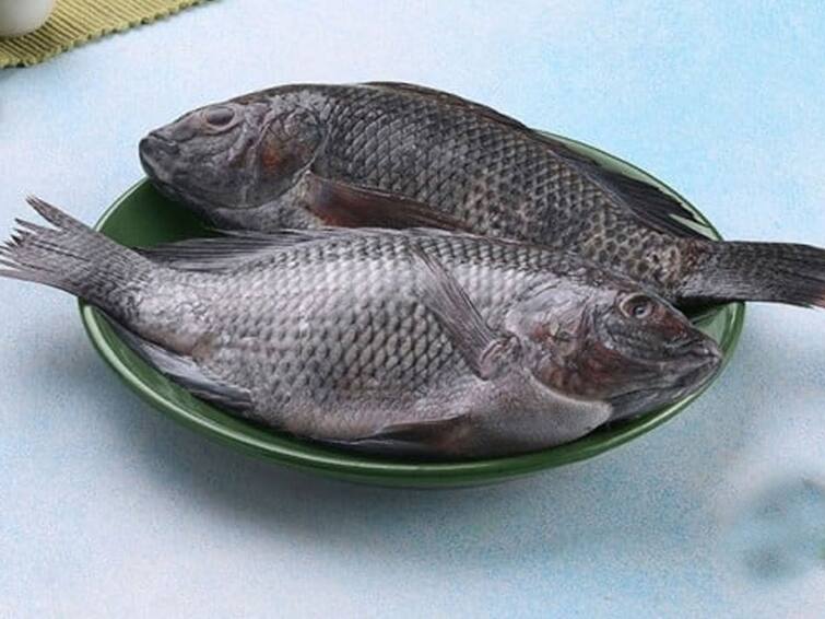 Tilapia Fish: షాకింగ్, చేపలు తిన్నందుకు కిడ్నీలు ఫెయిల్ అయ్యాయట