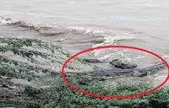 Aravalli: વરસાદના કારણે બાયડના ડાભા નજીક પાણીમાં મગર જોવા મળતાં લોકોમાં ફફડાટ, જોવા ટોળે વળ્યા