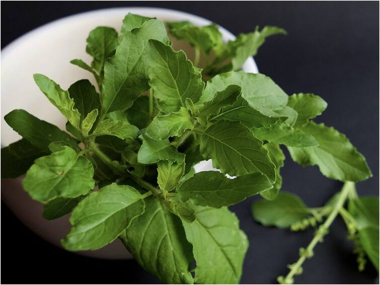 Tulsi Leaves Tea: Drink tulsi leaves tea daily to reap these amazing benefits