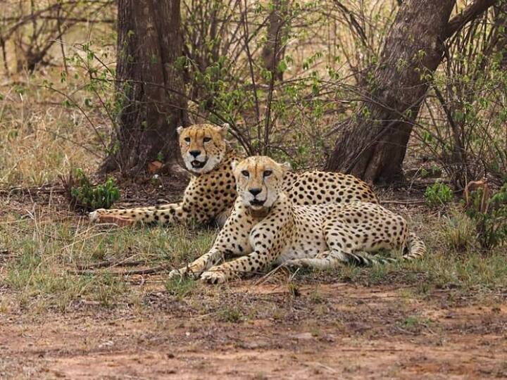 Mandsaur Gandhi Sagar Sanctuary will become the new home of Cheetah After Kuno National Park MP News: कूनो के बाद गांधी सागर वाइल्डलाइफ सैंचुरी बनेगा चीतों का नया ठिकाना, अफ्रीका से लाए जाएंगे 10 और चीते