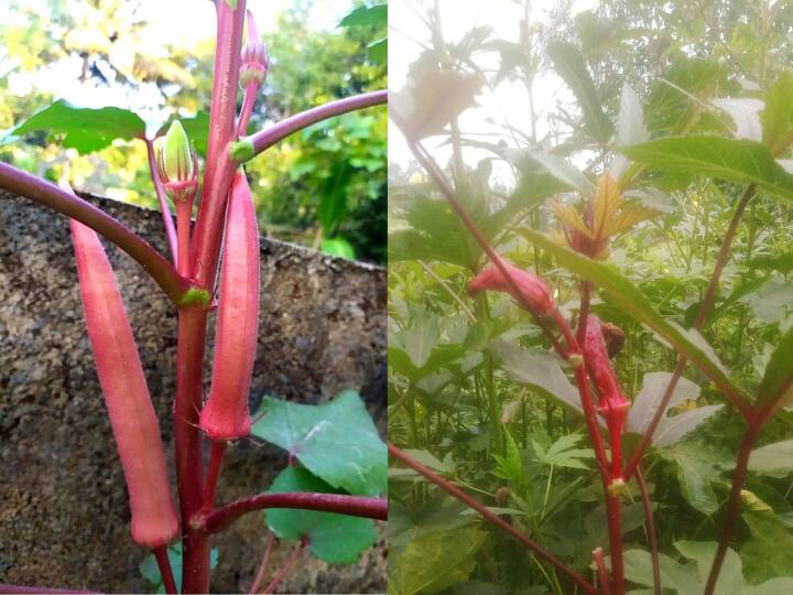 Red Lady Finger Cultivation farmers become rich by farming this अब लाल भिंडी बढ़ाएगी किसानों की आमदनी, औषधीय गुणों से होती है भरपूर