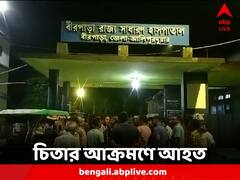 চিতার আক্রমণ আলিপুরদুয়ারে, আহত তিন শিশু