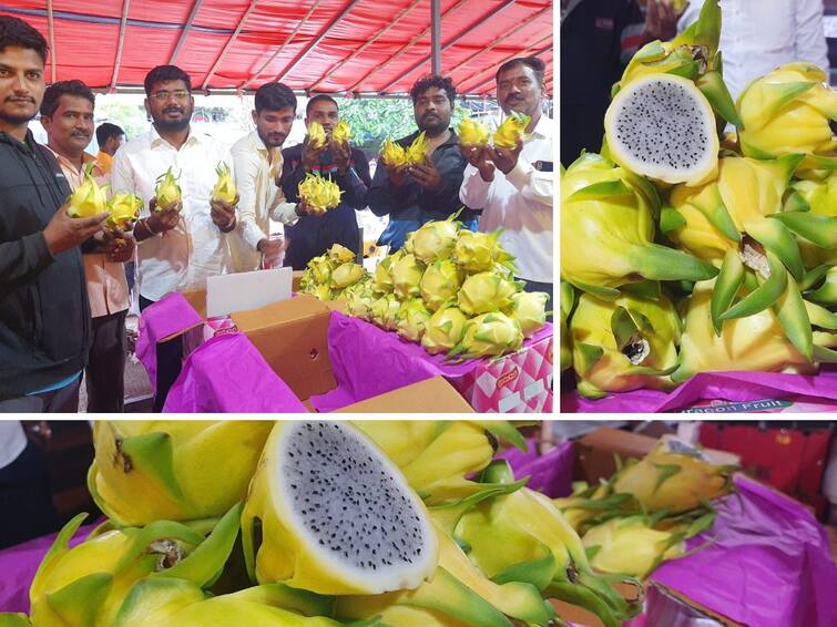 sangli news relief to dragon fruit farmers in drought hit Jat taluka A demand for a yellow dragon Sangli News : दुष्काळग्रस्त जतमध्ये ड्रॅगन फ्रुट उत्पादक शेतकऱ्यांना दिलासा; पिवळ्या रंगाच्या ड्रॅगनला मिळतोय अधिकचा दर 