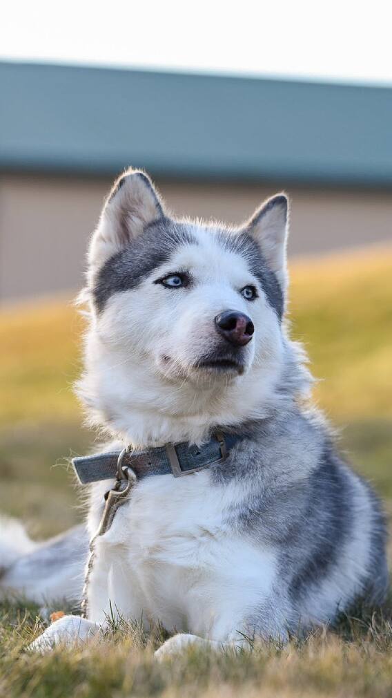 ये है दुनिया के सबसे महंगे कुत्ते, जानें कीमत