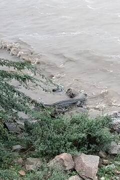 Aravalli: વરસાદના કારણે બાયડના ડાભા નજીક પાણીમાં મગર જોવા મળતાં લોકોમાં ફફડાટ, જોવા ટોળે વળ્યા