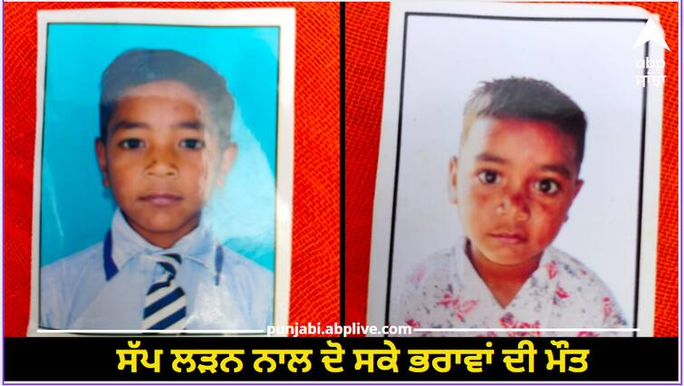 Tarn Taran News: Two brothers died due to snake fighting Taran Taran News: ਸੱਪ ਲੜਨ ਨਾਲ ਦੋ ਸਕੇ ਭਰਾਵਾਂ ਦੀ ਮੌਤ