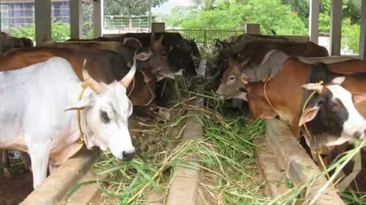 Maharashtra Solapur News prices of green fodder have gone up, adding to the Cattle livestock farmers पावसाने पाठ फिरवल्याने हिरव्या चाऱ्याच्या किमती कडाडल्या, पशुपालकांच्या अडचणीत वाढ