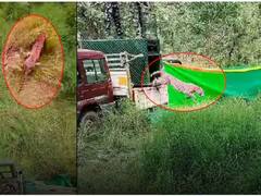 చిన్నారిపై ఆ రెండు చిరుతలు దాడి చేయలేదు, అందుకే వాటిని వదిలేశాం: తిరుపతి డీఎఫ్‌వో