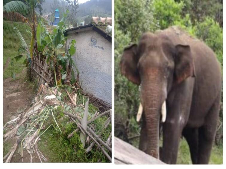 Arikomban elephant left in the forest, has entered the residential area causing excitement TNN Arikomban: அடர்வனத்தில் விடப்பட்ட யானை குடியிருப்பு பகுதிக்குள் புகுந்தது.. மஸ்து இருப்பதால் மருத்துவக்குழுவுக்கு பரிந்துரை