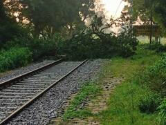 उन्नाव: बंदरों की उछल कूद ने ट्रेनों की स्पीड पर लगाया ब्रेक, घंटों बाधित रहा ट्रैक, जानें मामला