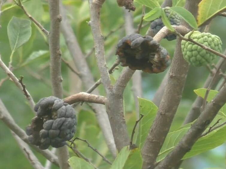 Dharmapuri near pennagaram custard apple fruit dried up without water farmers sad TNN தருமபுரியில் தண்ணீரின்றி காய்ந்து கருகிய சீதாப்பழம்; மழை இல்லை...வருவாய் இல்லை... மலை கிராம விவசாயிகள் கவலை