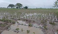 Junagadh: વંથલીના ટીનમસ ગામના ખેડૂતોની સ્થિતિ કફોડી બની, પાક નિષ્ફળ જવાની ભીતિ