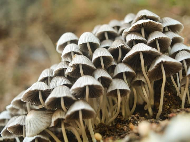 You can become rich by cultivating mushroom in 100 yards space बस सिर्फ 100 गज जमीन चाहिए... फिर मशरूम उगाकर हर महीने आने लगेंगे पैसे!  