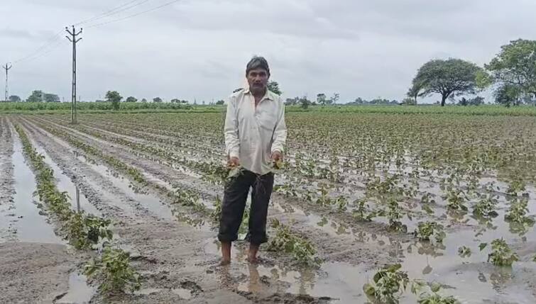Crop damage due to heavy rain in Vanthali of Junagadh, fields in Ghed area are still waterlogged જૂનાગઢના વંથલીમાં ભારે વરસાદથી પાકને નુકસાન, ઘેડ વિસ્તારના ખેતરોમાં હજુ પાણી ભરાયેલા