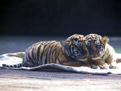 3 Tiger Cubs Dead In Tamil Nadu's Nilgiris, Toll At 10 In Over A Month As Concerns Rise