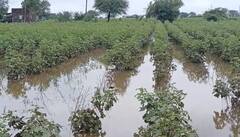 Junagadh: વંથલીના ટીનમસ ગામના ખેડૂતોની સ્થિતિ કફોડી બની, પાક નિષ્ફળ જવાની ભીતિ