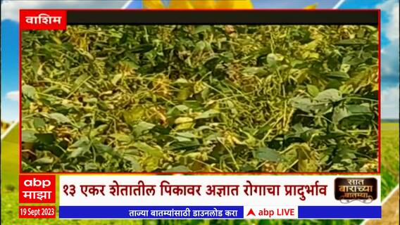 Saat Barachya Batmya 712 : वाशिममध्ये सोयाबीन पिकावर घातक रोगाचा प्रादुर्भाव  ABP Majha