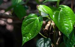 Benefits of Betel Leaves : આ પાનમાં છૂપાયેલો છે સ્વાસ્થ્યનો ખજાનો, સ્વાદની સાથે મળશે અઢળક ફાયદા