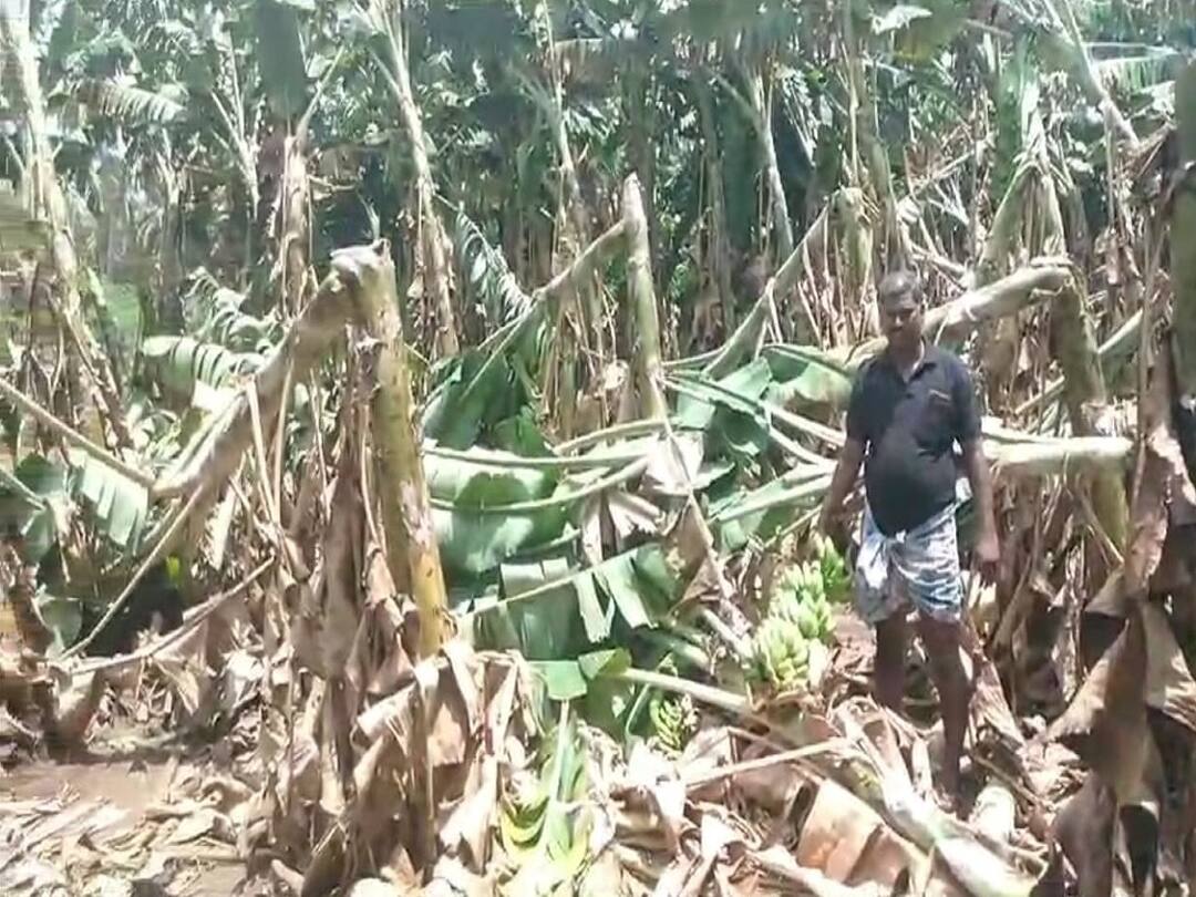 Thanjavur banana that makes you live... and cry: Thousands are broken by cyclone winds near thiruvaiyaru TNN வாழவும் வைக்கும்... அழவும் வைக்கும் வாழை: திருவையாறு அருகே சூறாவளி காற்றால் ஆயிரக்கணக்கில் முறிந்து விழுந்த வாழை மரங்கள்